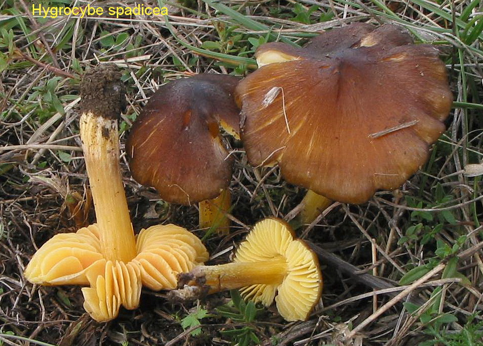 yyy5 Hygrocybe spadicea.jpg