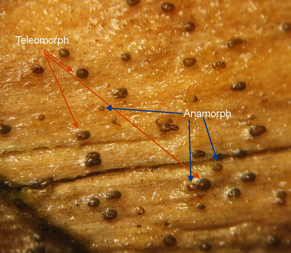 Exarmidium inclusum++.jpg