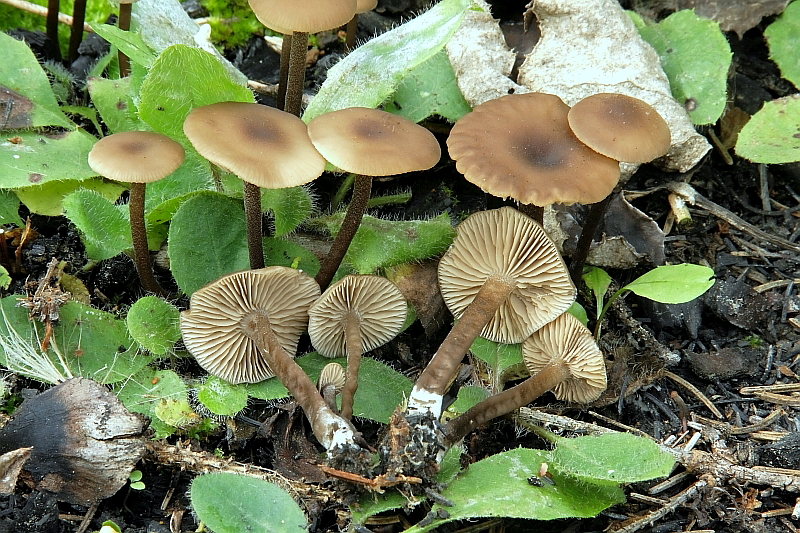 Lyophyllum anthracophilum.JPG