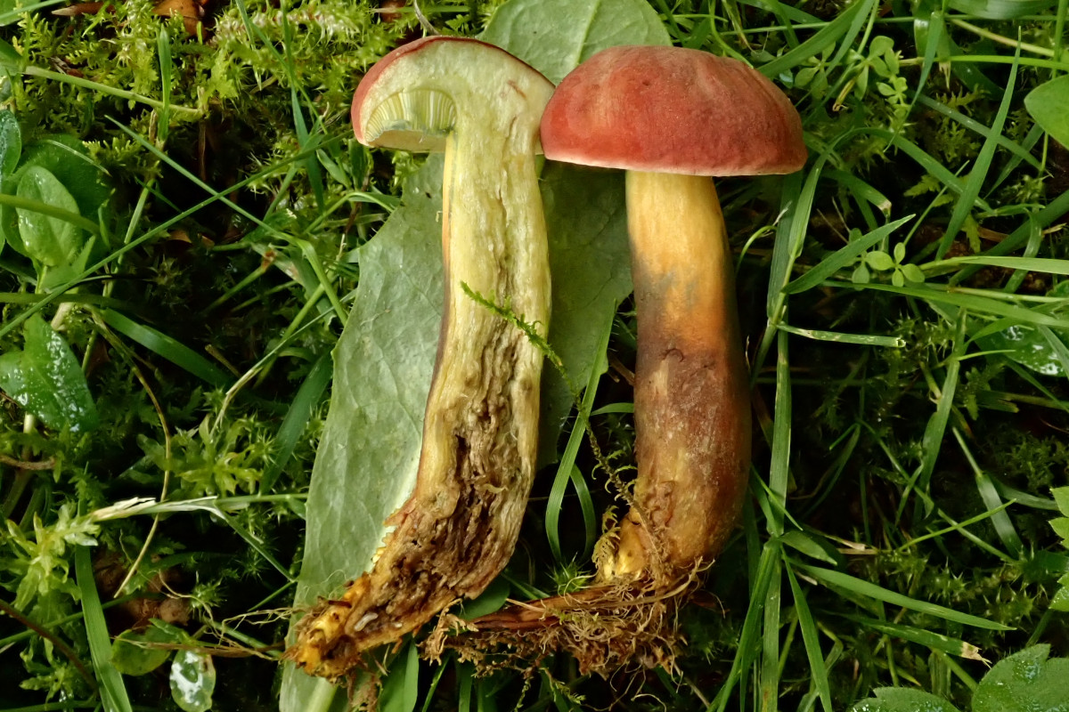 Hortiboletus rubellus-c_07-2023.jpg