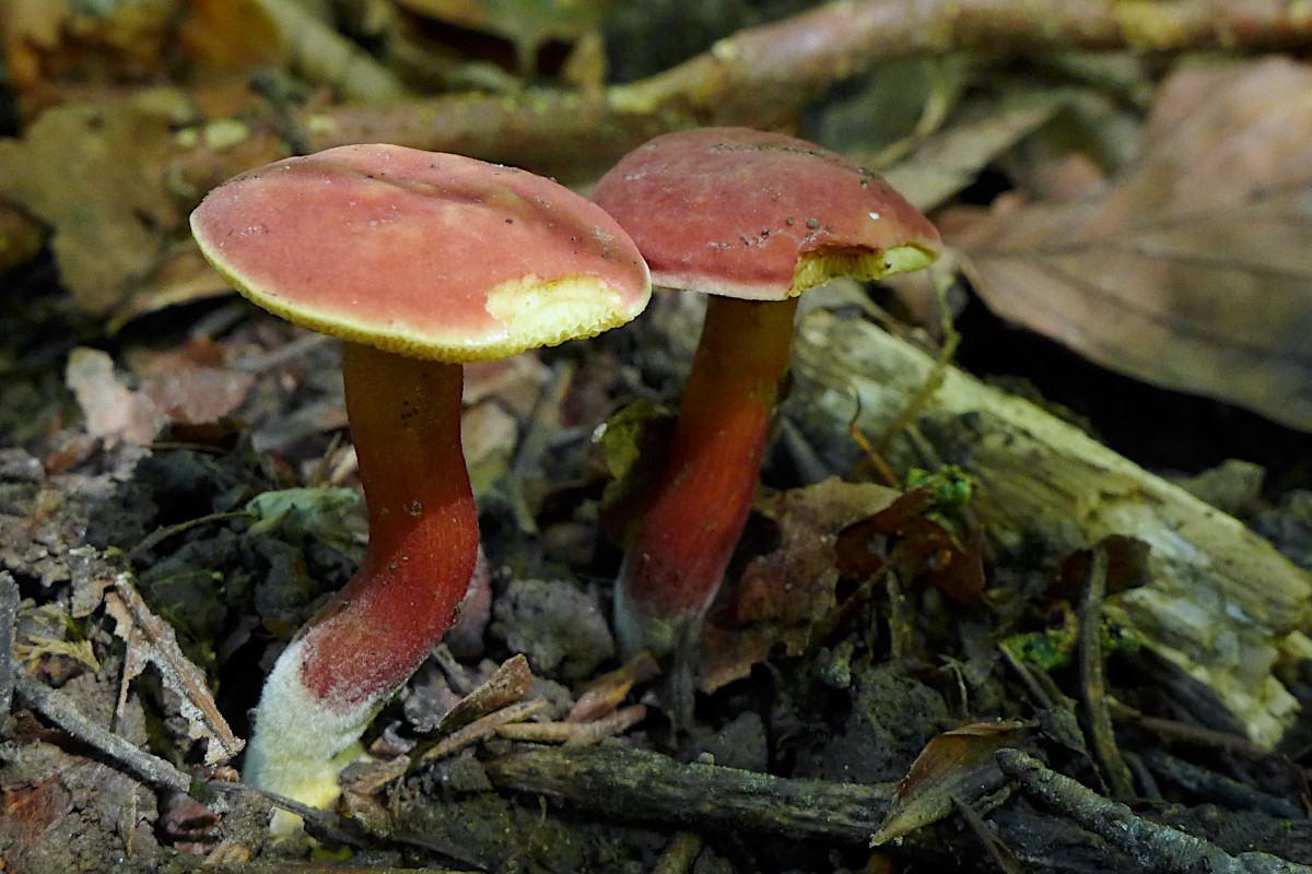 Hortiboletus rubellus-g_08-2016.jpg