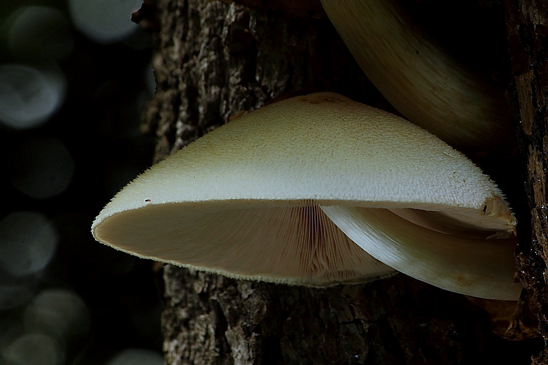 Volvariella bombycina  4.JPG